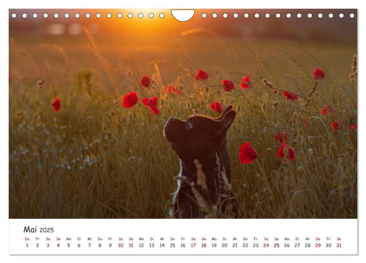 Bild: 9783435105328 | Wunderschöne Bulldoggen (Wandkalender 2025 DIN A4 quer), CALVENDO...