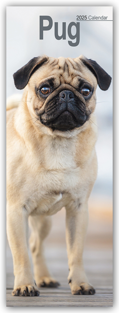 Cover: 9781804605141 | Pugs - Möpse 2025 | Avonside Publishing Ltd | Kalender | Spiralbindung