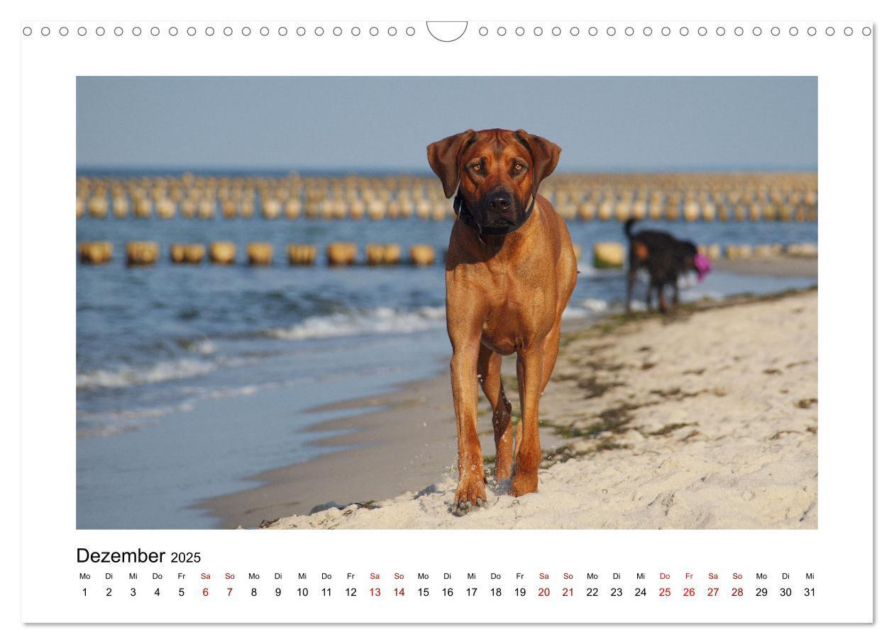 Bild: 9783383987601 | Rhodesian Ridgeback - Charmanter Dickkopf aus Afrika (Wandkalender...