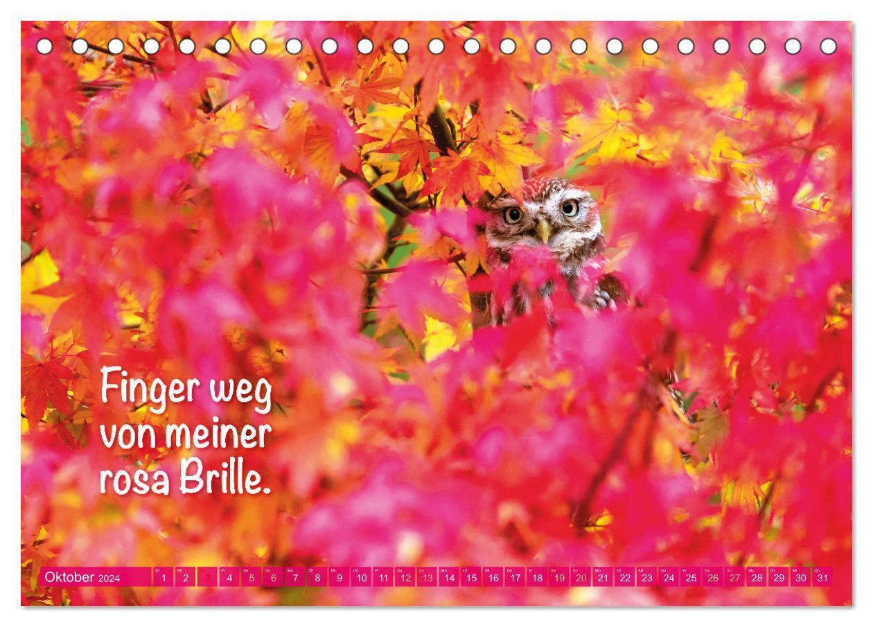 Bild: 9783383687846 | Die Eulen sind los: Edition lustige Tiere (Tischkalender 2024 DIN...