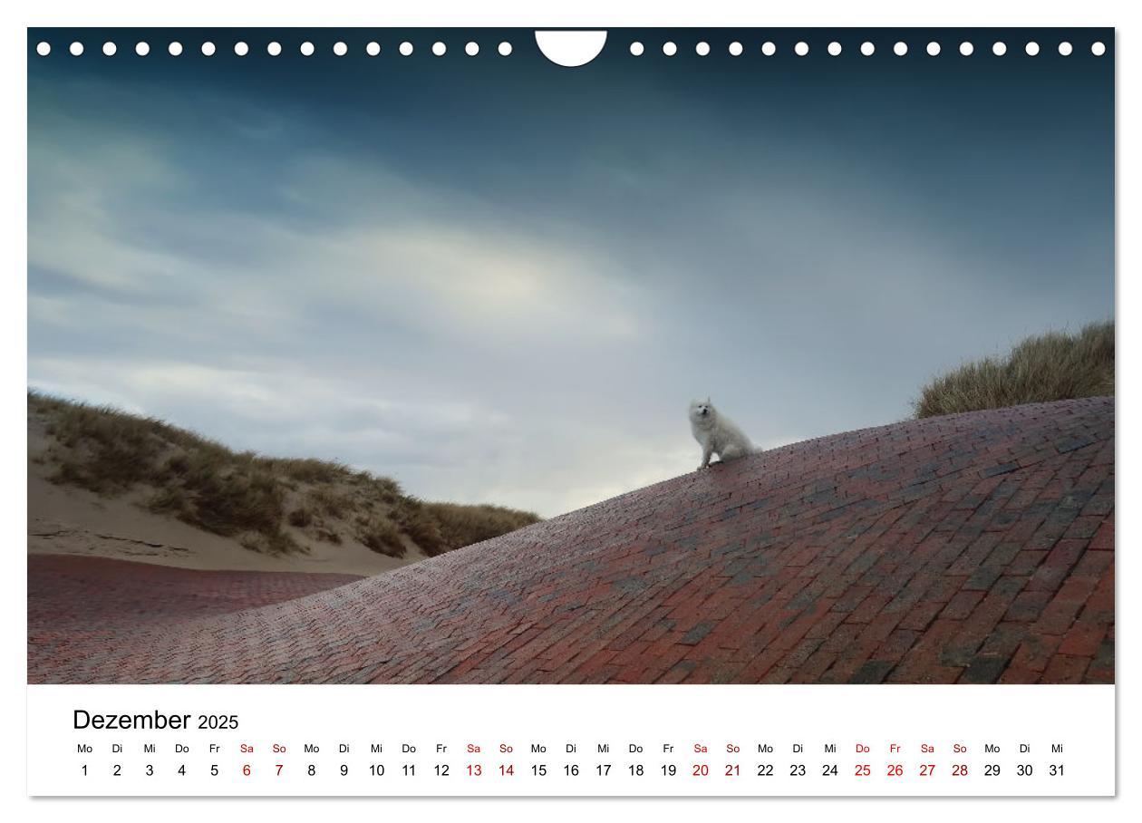 Bild: 9783435014439 | Ein Samojede am Meer (Wandkalender 2025 DIN A4 quer), CALVENDO...