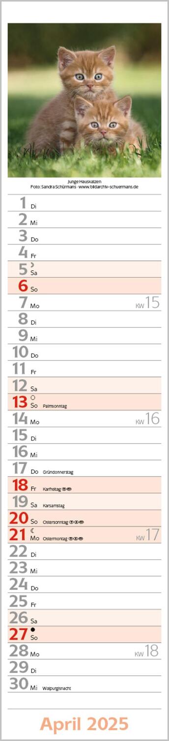 Bild: 9783731877301 | Katzen Langplaner 2025 | Langplaner | Verlag Korsch | Kalender | 13 S.
