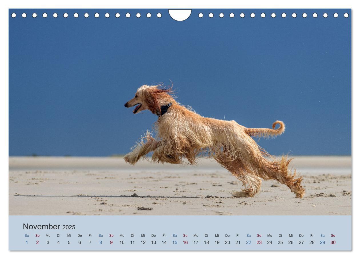 Bild: 9783435413706 | AFGHANISCHE WINDHUNDE 2025 (Wandkalender 2025 DIN A4 quer),...