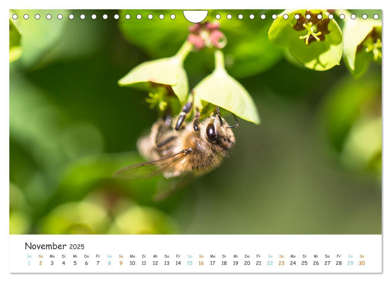 Bild: 9783435052127 | Bee Beautiful - Die phantastische Welt der Bienen (Wandkalender...