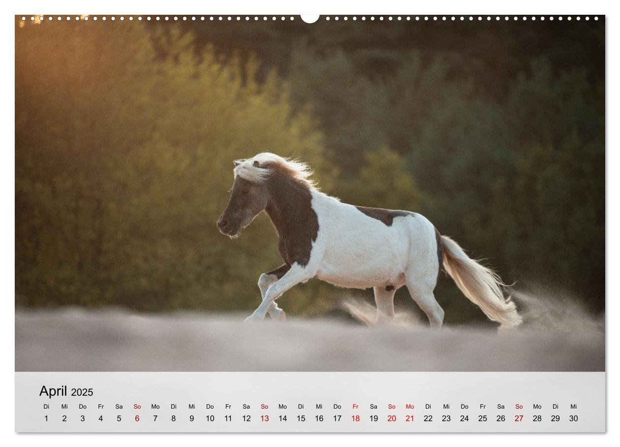 Bild: 9783435085491 | Pferde 2025 Kraft und Anmut (hochwertiger Premium Wandkalender 2025...