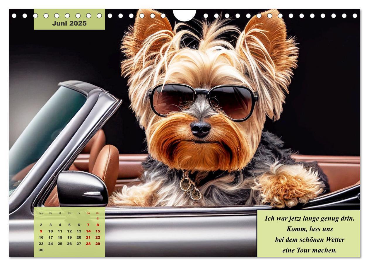 Bild: 9783383920523 | Der humoristische Yorkshire Terrier Kalender (Wandkalender 2025 DIN...