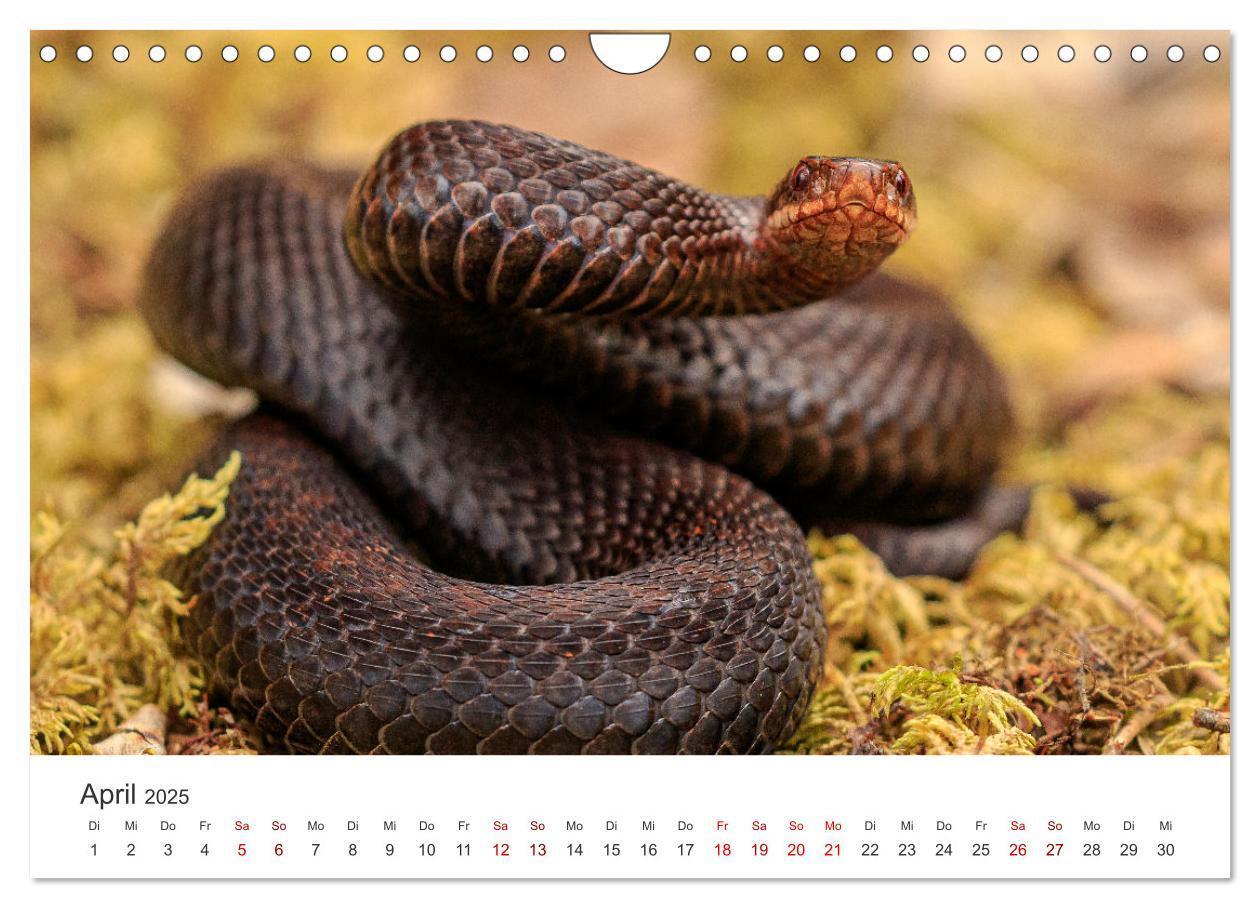 Bild: 9783383812101 | Naturjuwel Haspelmoor (Wandkalender 2025 DIN A4 quer), CALVENDO...