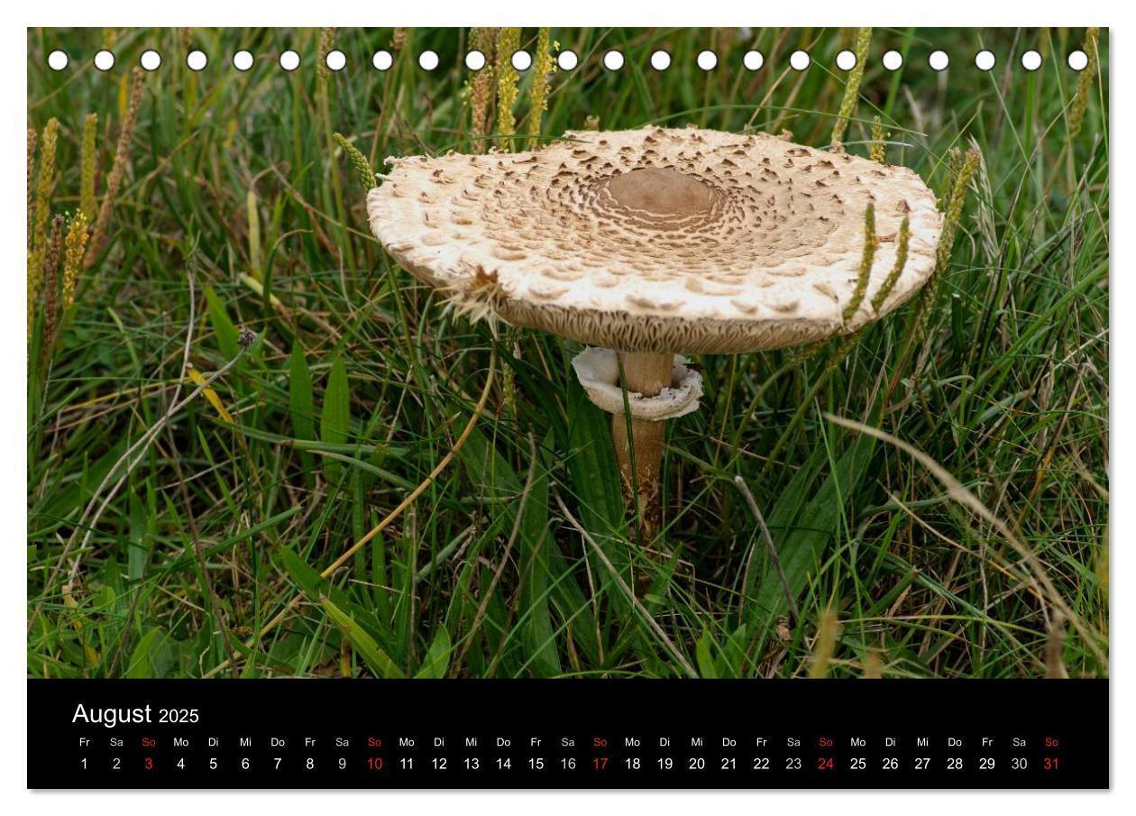 Bild: 9783435641314 | Pilze in Wald und Flur (Tischkalender 2025 DIN A5 quer), CALVENDO...