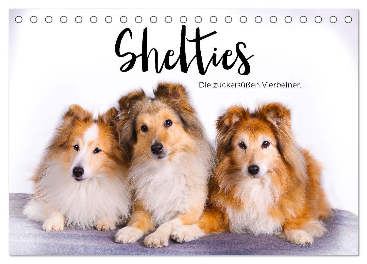 Cover: 9783383916519 | Shelties - Die zuckersüßen Vierbeiner. (Tischkalender 2025 DIN A5...