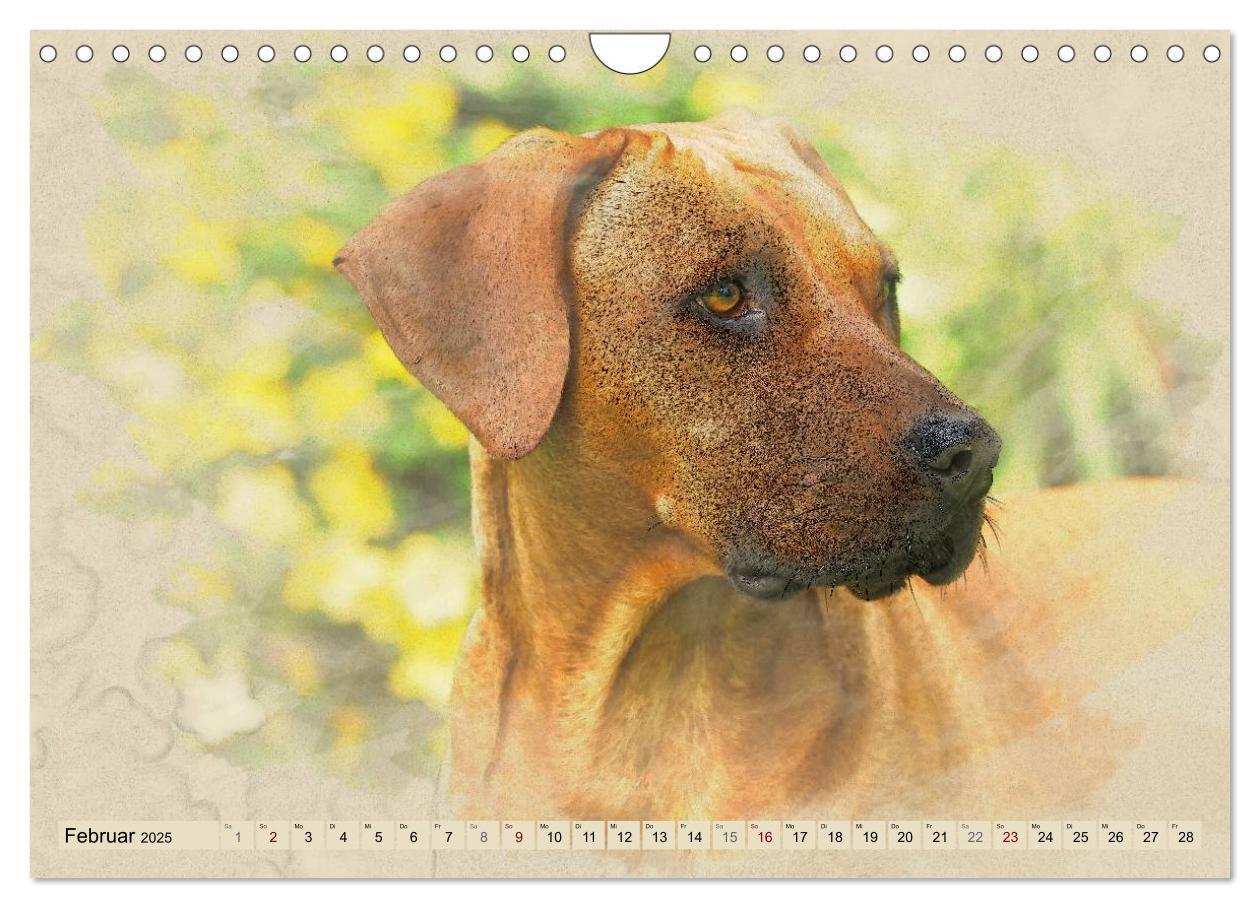 Bild: 9783435705627 | Rhodesian Ridgeback 2025 (Wandkalender 2025 DIN A4 quer), CALVENDO...