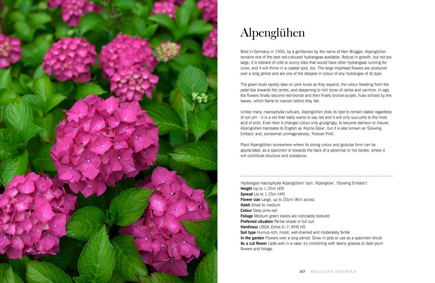 Bild: 9781911641230 | Hydrangeas | Beautiful Varieties for Home and Garden | Naomi Slade