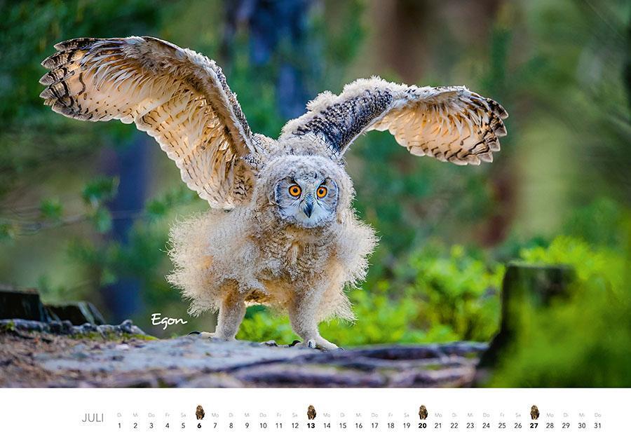 Bild: 9783966648141 | Eulen Kalender 2025 | Der Tierkalender mit den charmanten Namen | 2025