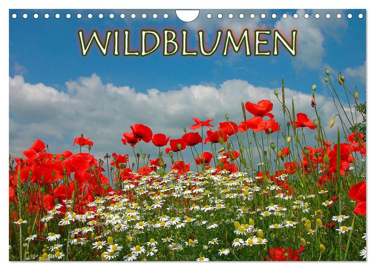 Cover: 9783435775132 | Wildblumen 2025 (Wandkalender 2025 DIN A4 quer), CALVENDO...