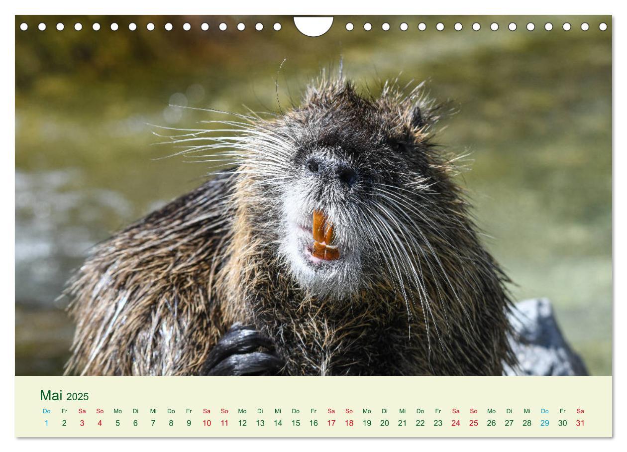 Bild: 9783435117987 | NUTRIAS - Pelzige Gesellen (Wandkalender 2025 DIN A4 quer),...