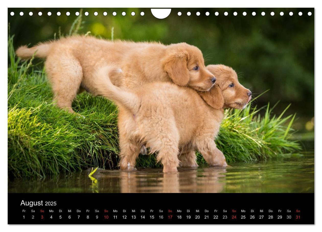 Bild: 9783435629770 | Toller - Nova Scotia Duck Tolling Retriever (Wandkalender 2025 DIN...