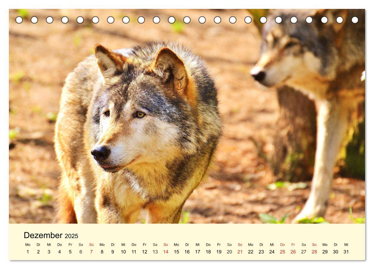 Bild: 9783435175086 | Scheue Wildtiere in heimischen Wäldern und Bergen (Tischkalender...