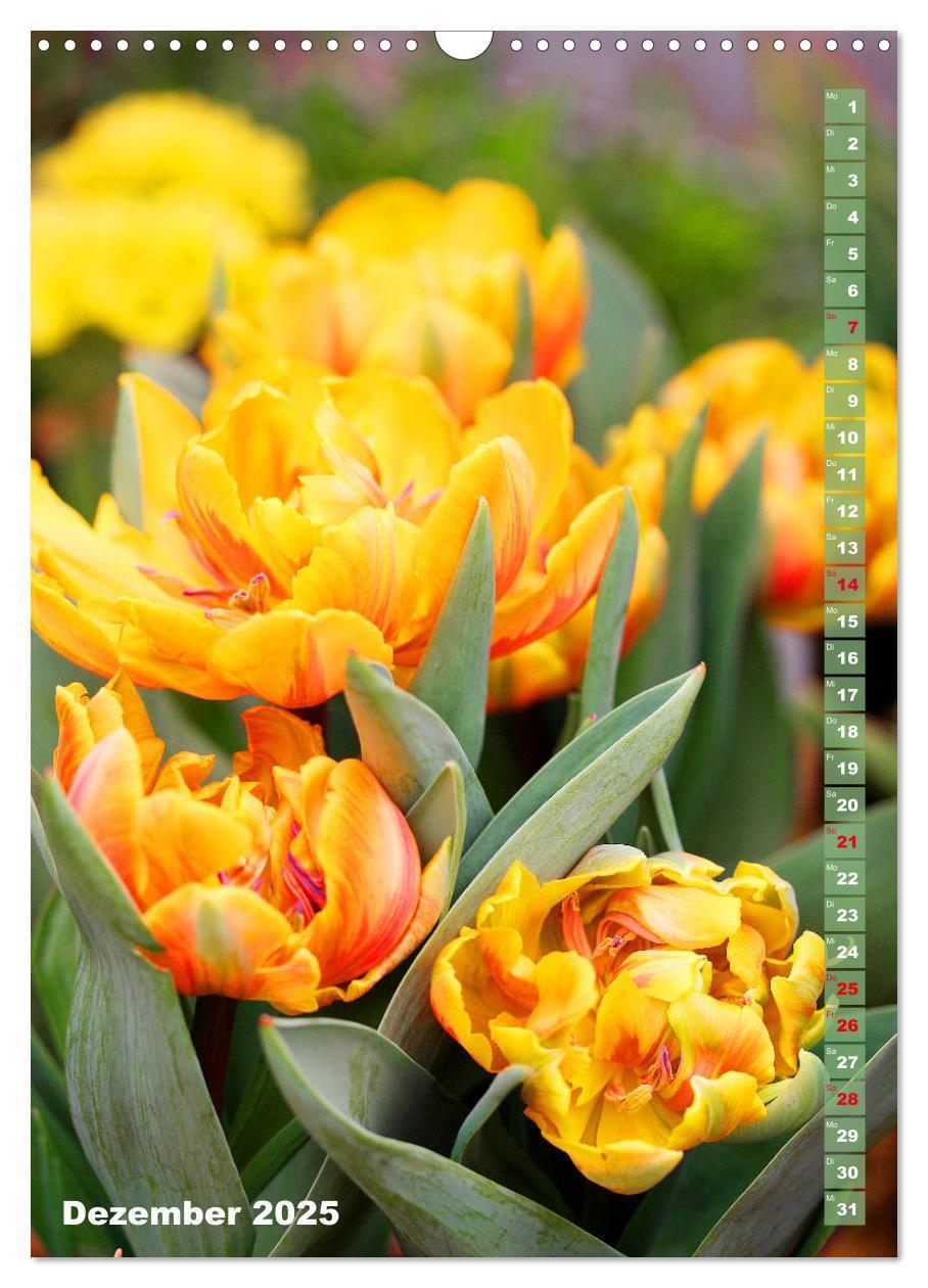 Bild: 9783435966134 | Bunte Tulpenpracht (Wandkalender 2025 DIN A3 hoch), CALVENDO...