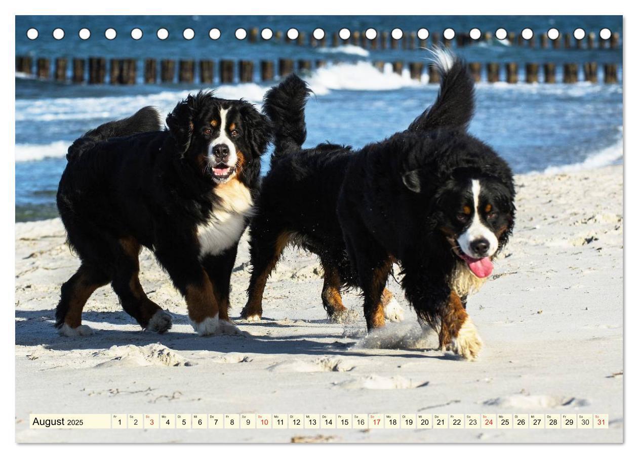 Bild: 9783435515783 | Berner Sennenhunde am Strand (Tischkalender 2025 DIN A5 quer),...