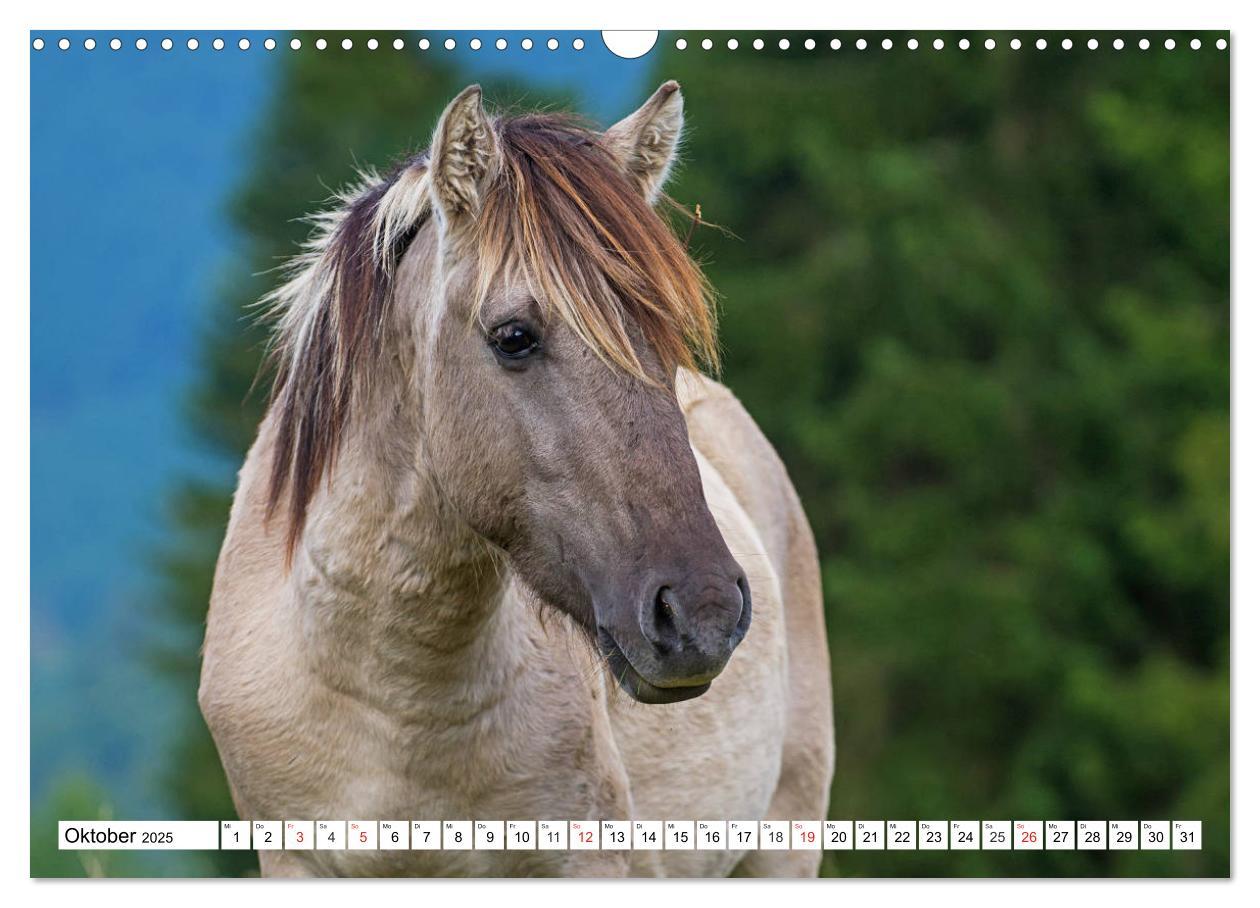 Bild: 9783435573127 | Konik - Frei geboren (Wandkalender 2025 DIN A3 quer), CALVENDO...