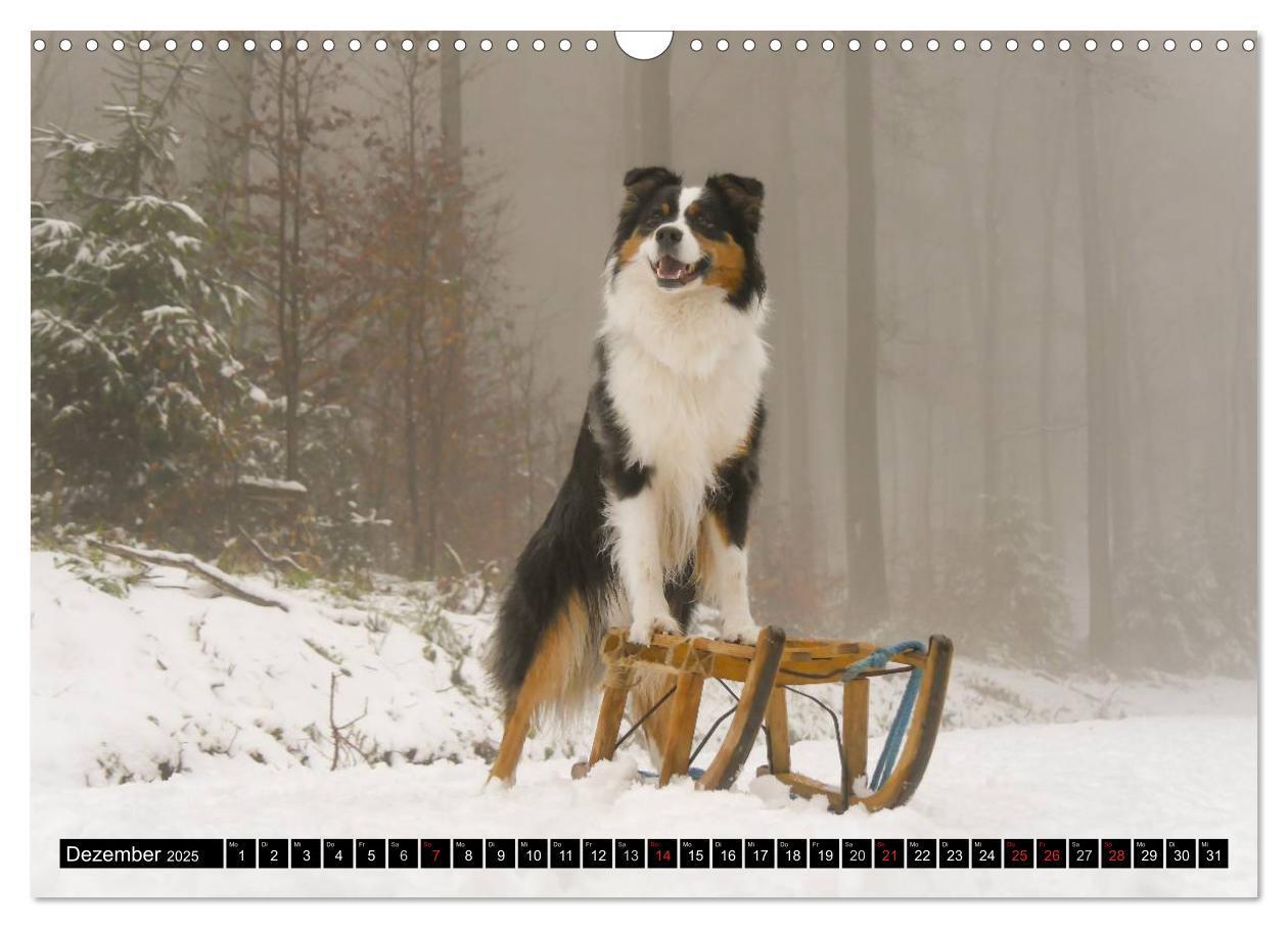 Bild: 9783435553129 | Australian Shepherd - Lebensfreude auf vier Pfoten (Wandkalender...