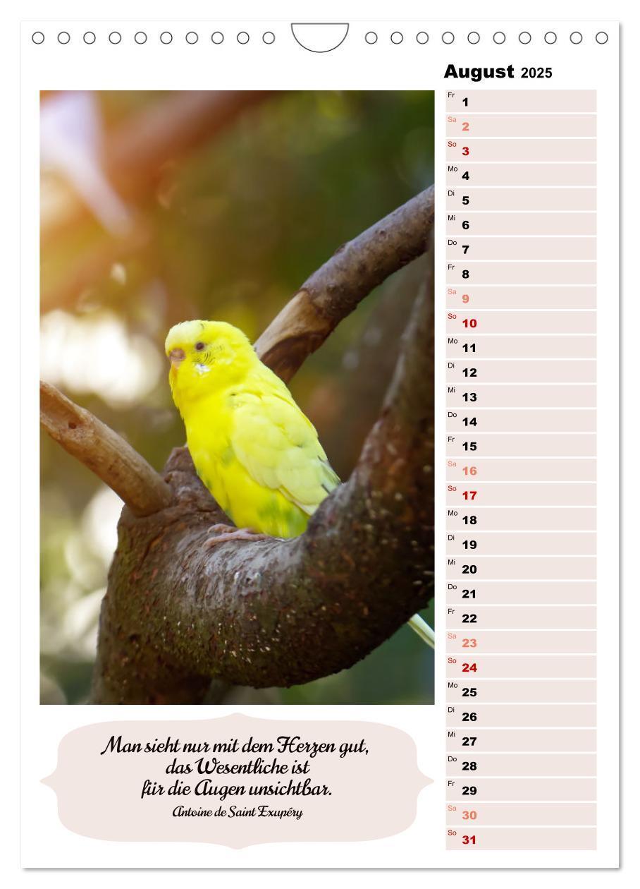 Bild: 9783435891009 | Niedliche Wellensittiche (Wandkalender 2025 DIN A4 hoch), CALVENDO...