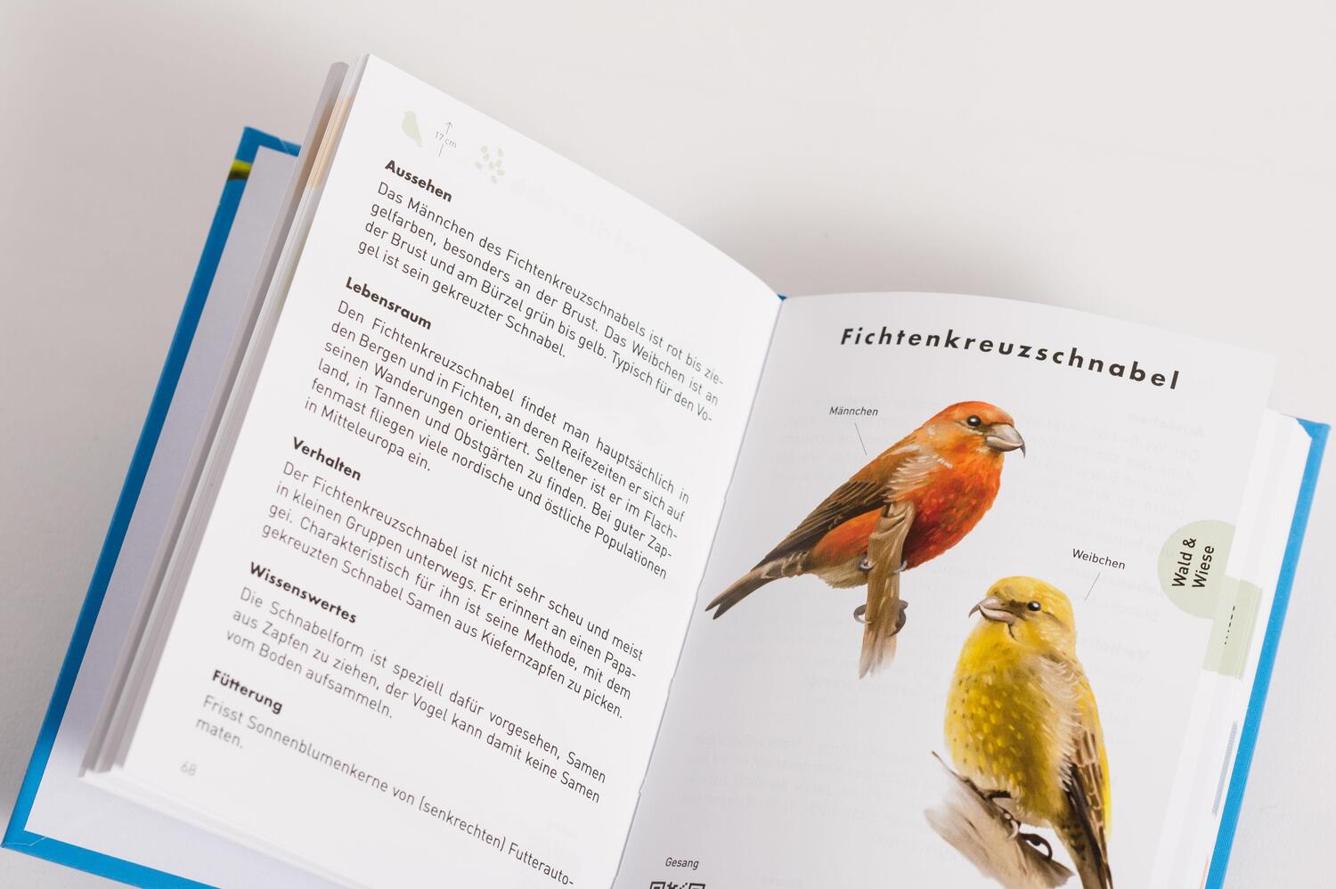 Bild: 9783730608272 | Anaconda Taschenführer Vögel. 70 Arten bestimmen und entdecken | Buch