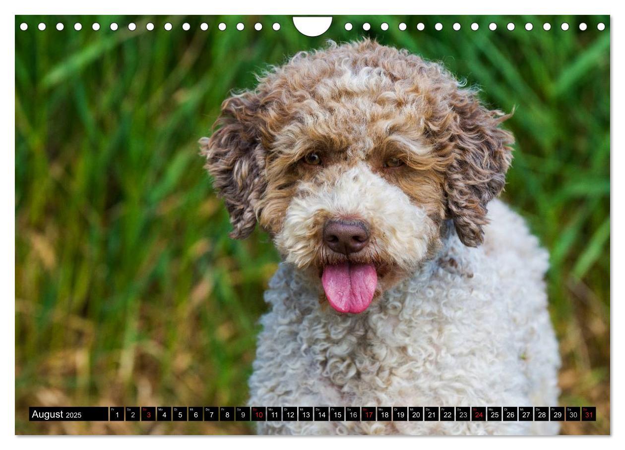 Bild: 9783435570898 | Lagotto Romagnolo - Italienischer Trüffelhund (Wandkalender 2025...