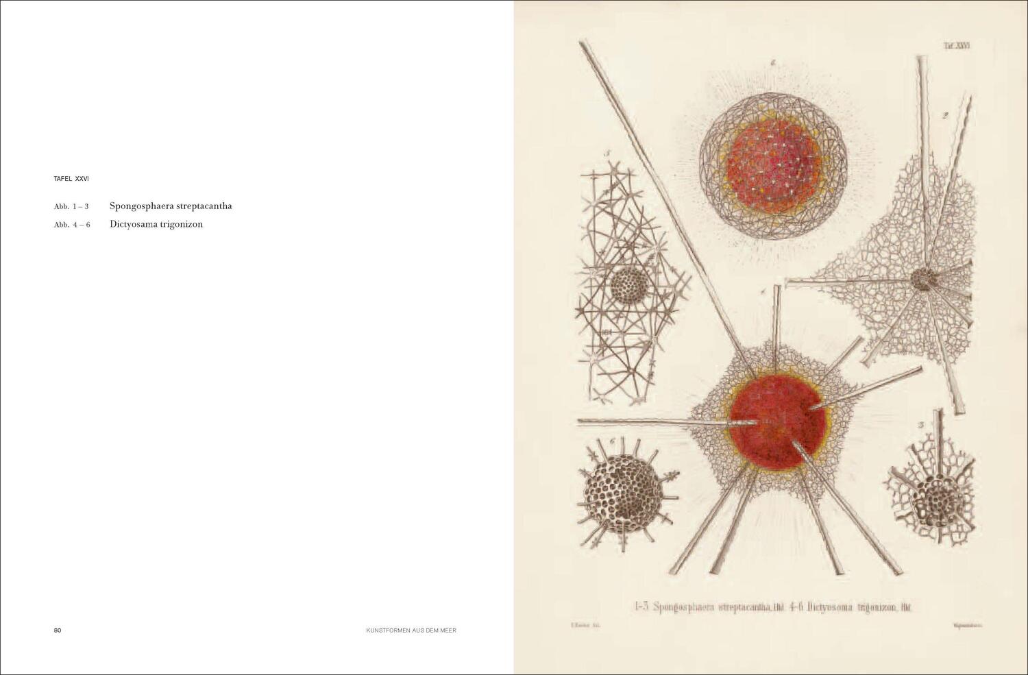 Bild: 9783791346601 | Ernst Haeckel | Kunstformen der Natur - Kunstformen aus dem Meer