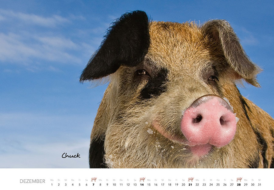 Bild: 9783966648332 | Schweine Kalender 2025 | Der Tierkalender mit den charmanten Namen