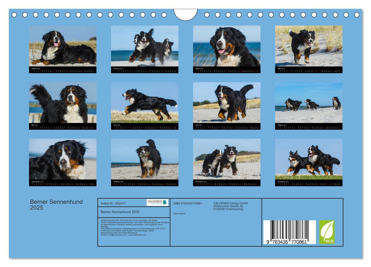 Bild: 9783435770861 | Berner Sennenhund 2025 (Wandkalender 2025 DIN A4 quer), CALVENDO...