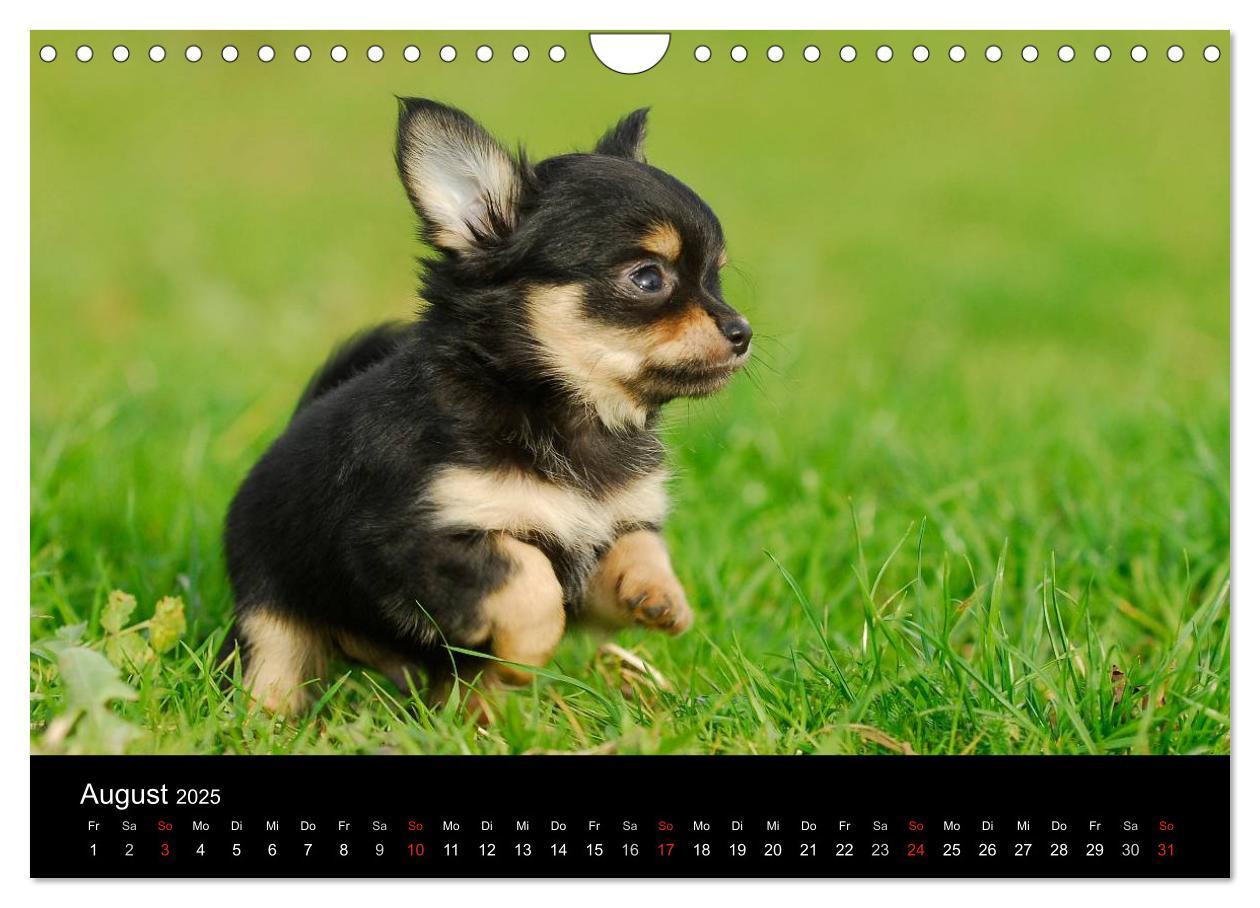 Bild: 9783435767113 | Chihuahua - Kleine Hunde ganz groß (Wandkalender 2025 DIN A4 quer),...