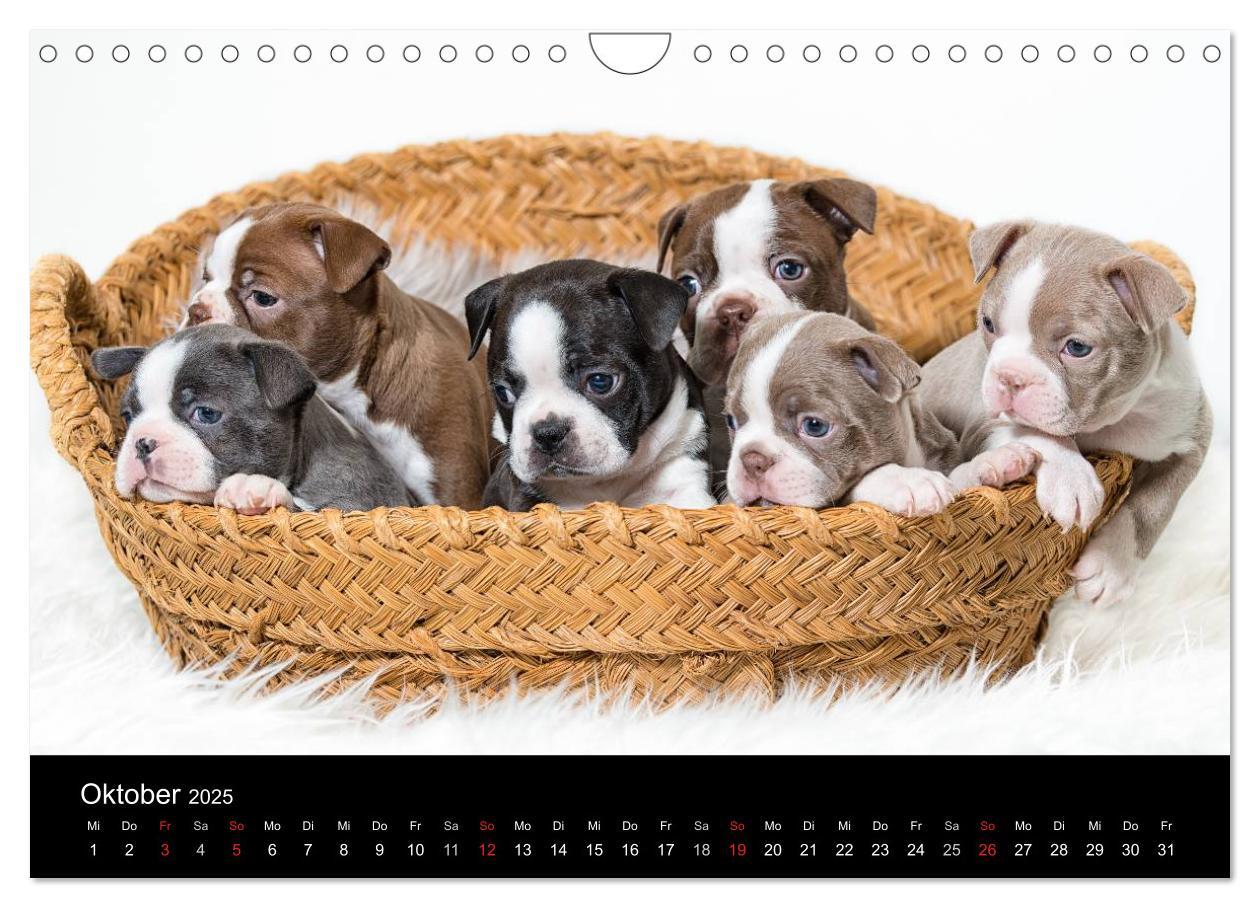 Bild: 9783435614318 | Colored Boston Terrier 2025 (Wandkalender 2025 DIN A4 quer),...