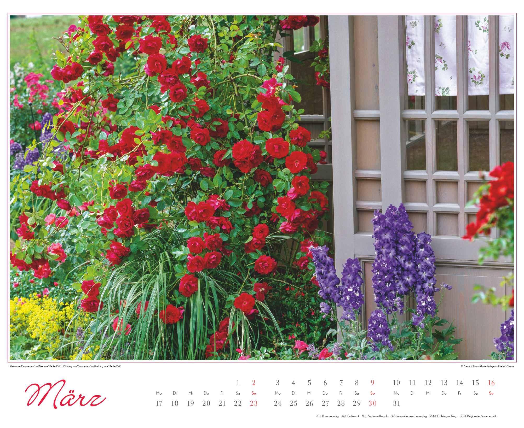 Bild: 4250809653457 | Im Rosengarten 2025 - DUMONT Garten-Kalender - Querformat 52 x 42,5...