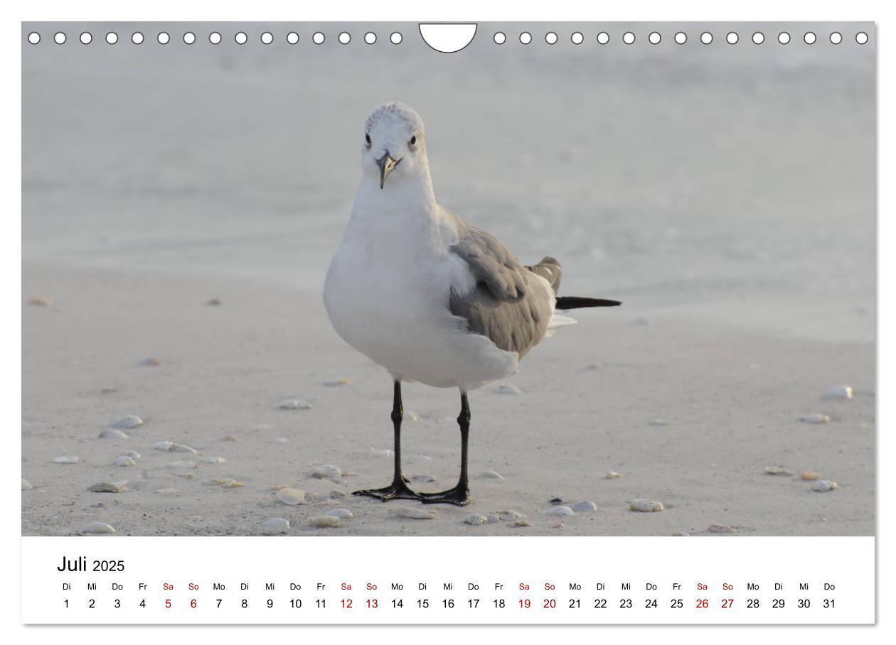 Bild: 9783435376001 | Möwen am Meer (Wandkalender 2025 DIN A4 quer), CALVENDO Monatskalender