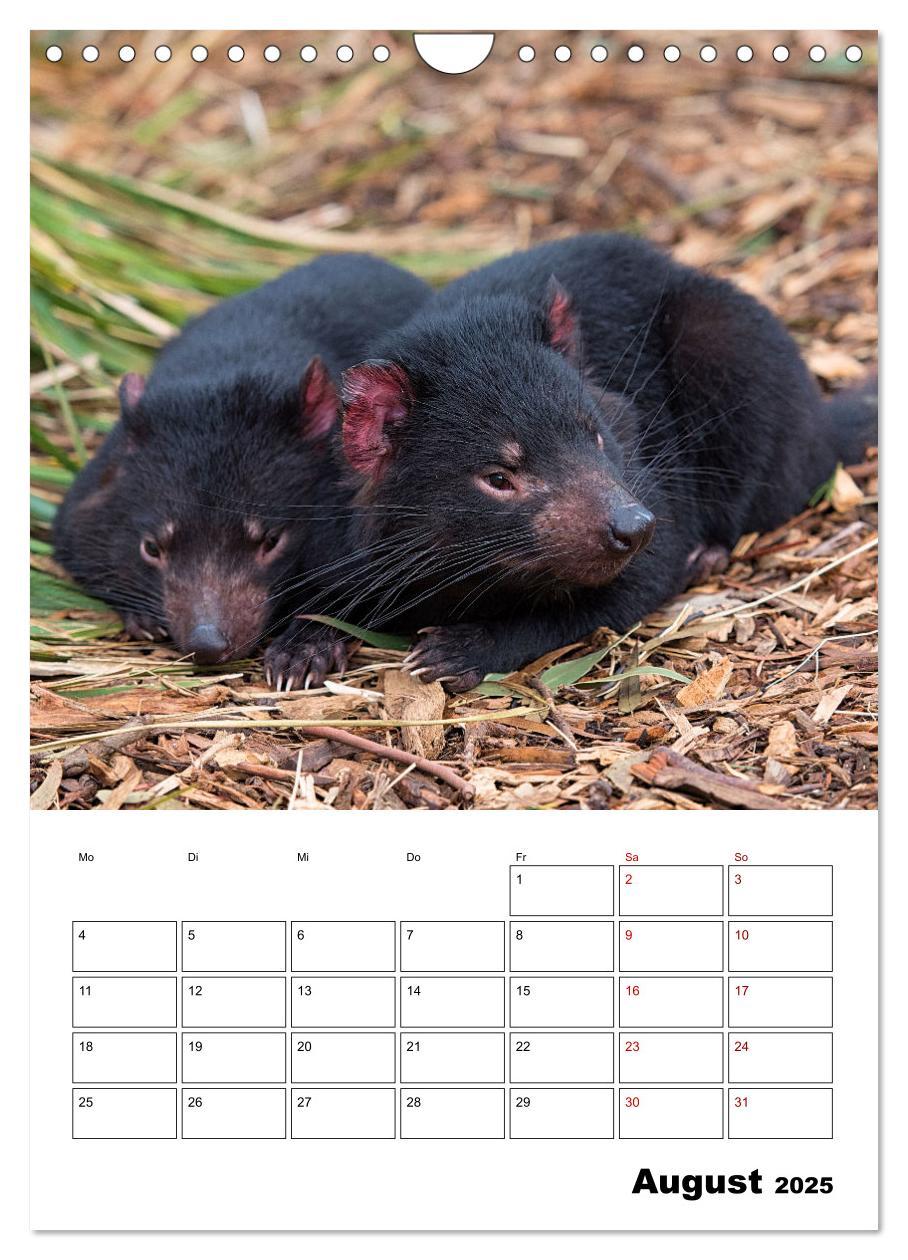 Bild: 9783435932603 | Australiens faszinierende Tierwelt (Wandkalender 2025 DIN A4 hoch),...