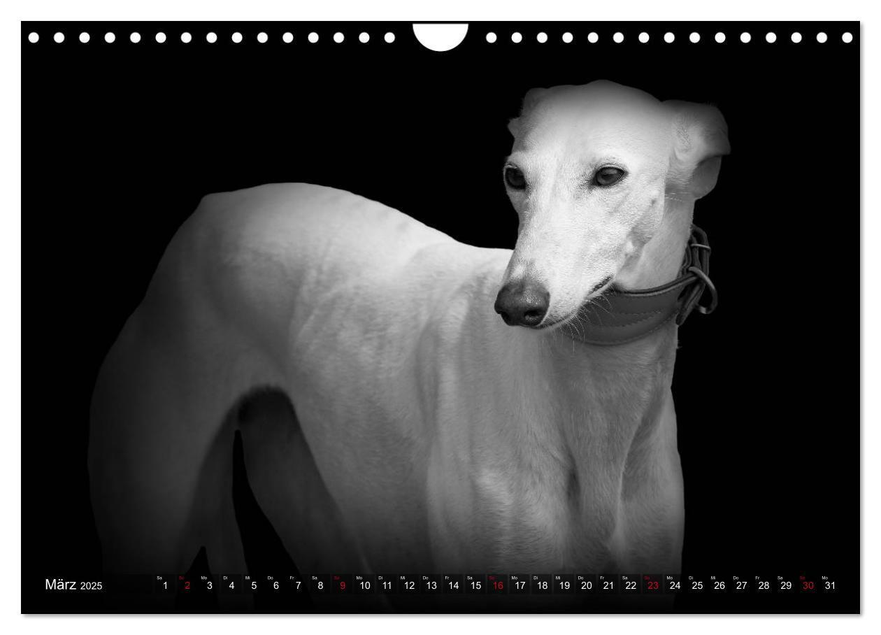 Bild: 9783383824074 | Galgo Español - der spanische Windhund 2025 (Wandkalender 2025 DIN...