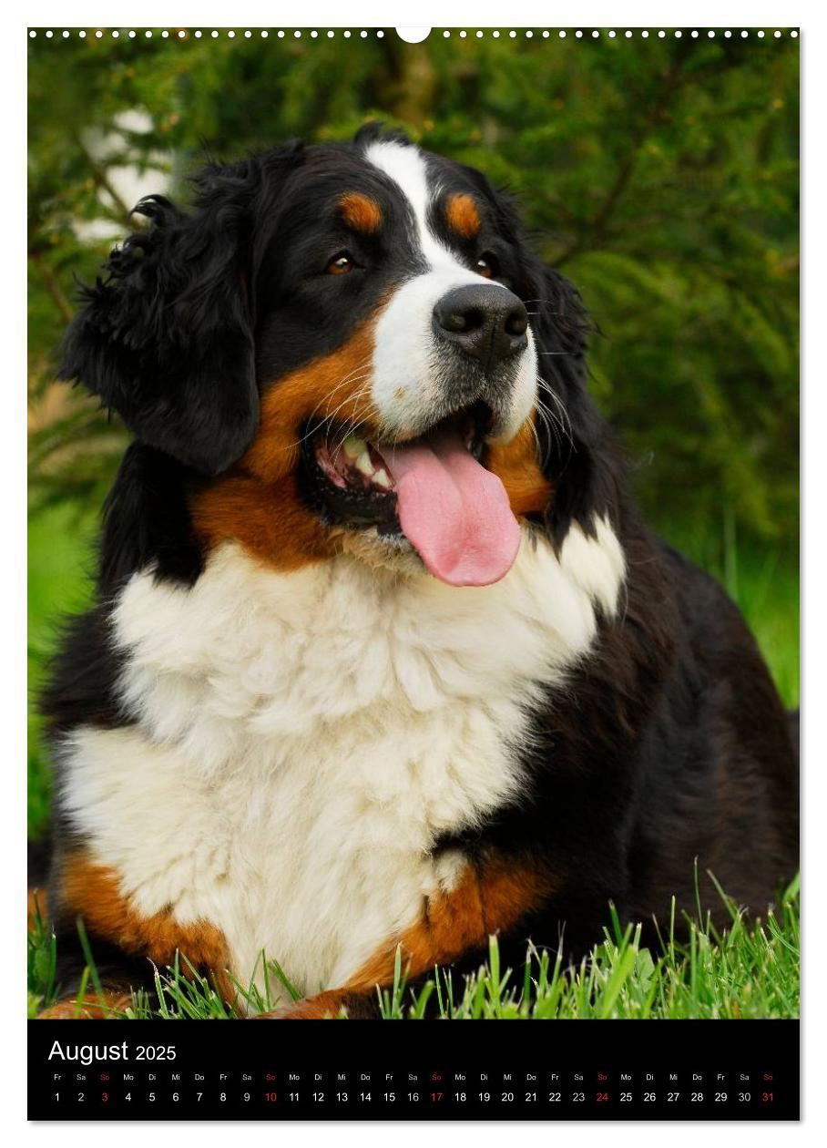 Bild: 9783457068830 | Berner Sennenhund 2025 (Wandkalender 2025 DIN A2 hoch), CALVENDO...