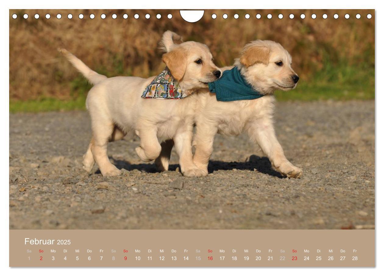 Bild: 9783435744107 | Golden Retriever (Wandkalender 2025 DIN A4 quer), CALVENDO...