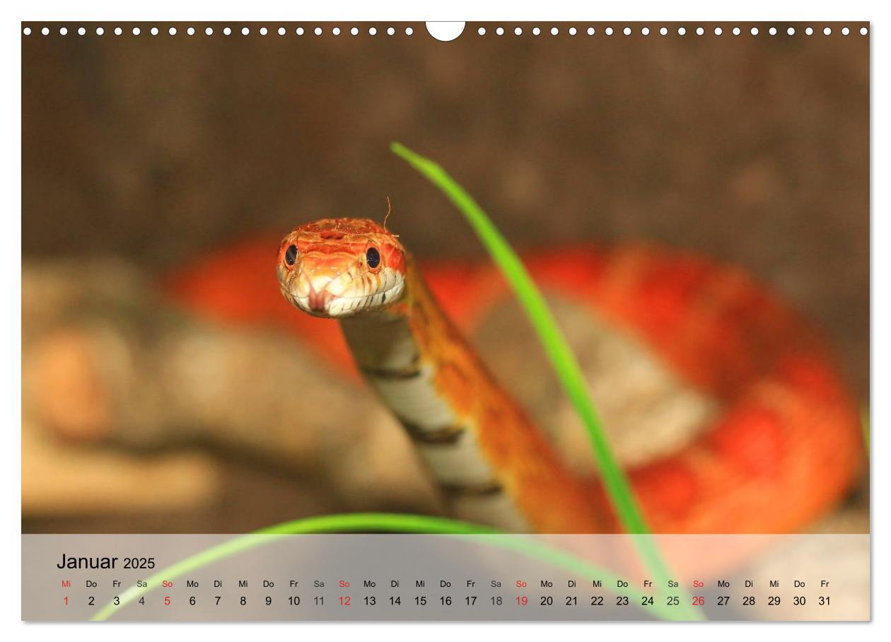 Bild: 9783435589432 | Kleine Reptilien (Wandkalender 2025 DIN A3 quer), CALVENDO...