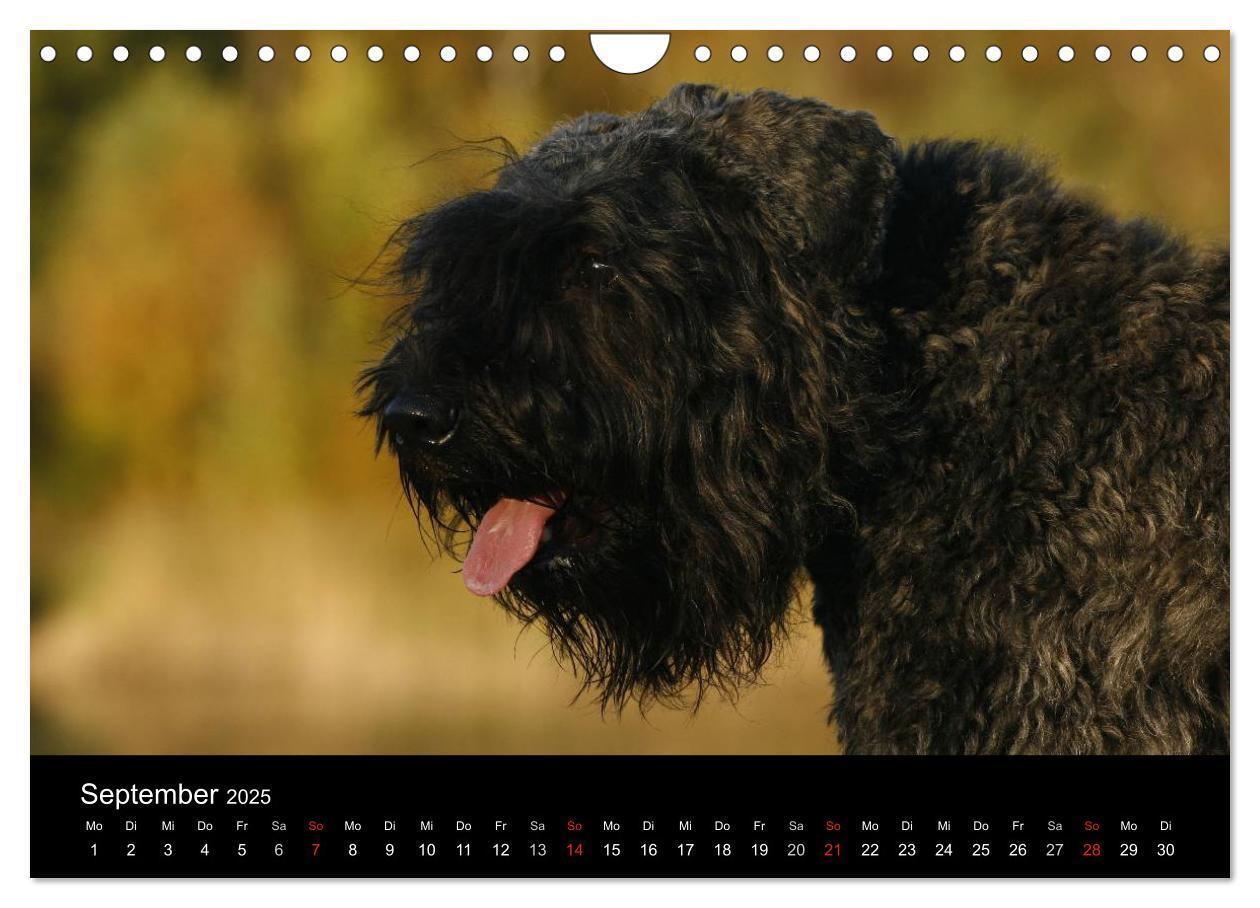 Bild: 9783435748402 | Bouvier des Flandres (Wandkalender 2025 DIN A4 quer), CALVENDO...