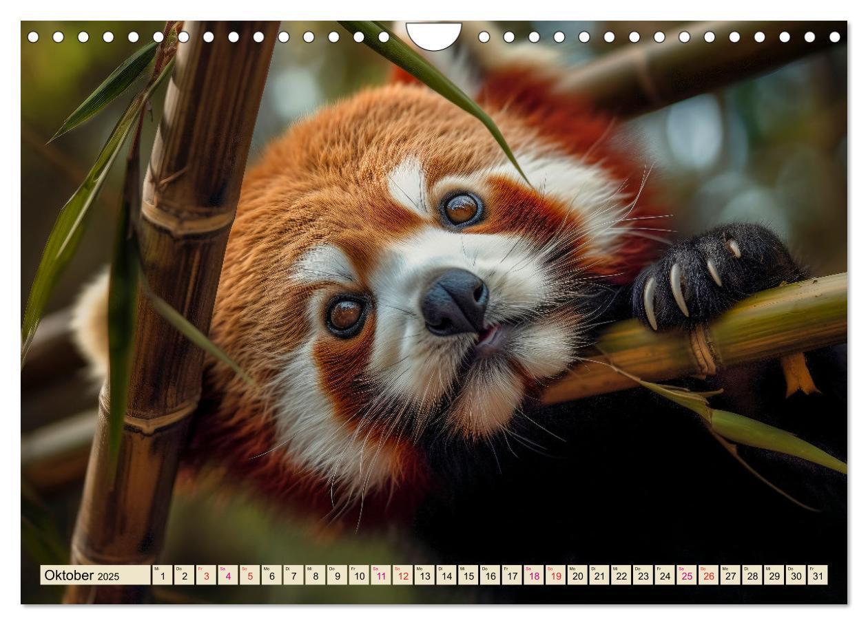 Bild: 9783383867200 | Roter Panda - gefährdeter Katzenbär (Wandkalender 2025 DIN A4...