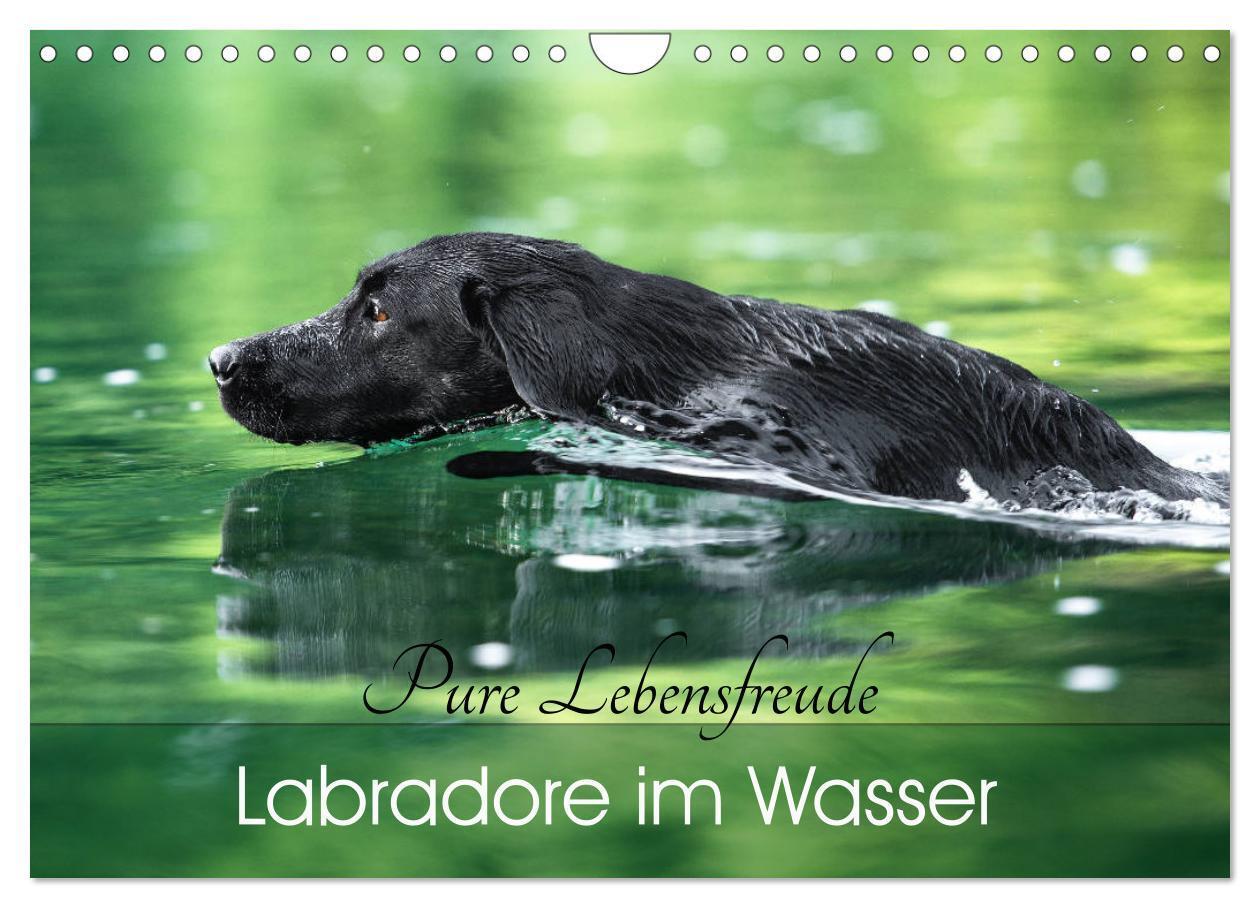 Cover: 9783675536210 | Labradore im Wasser (Wandkalender 2024 DIN A4 quer), CALVENDO...