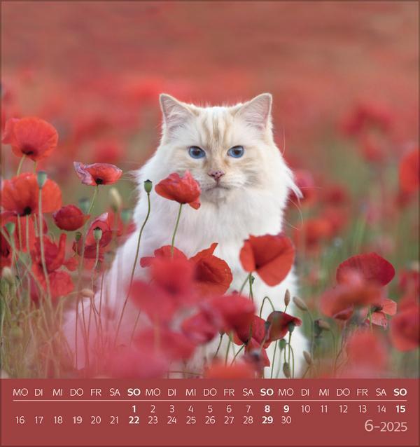 Bild: 9783731876724 | Schmusekatzen 2025 | aufstellbarer Postkartenkalender | Verlag Korsch