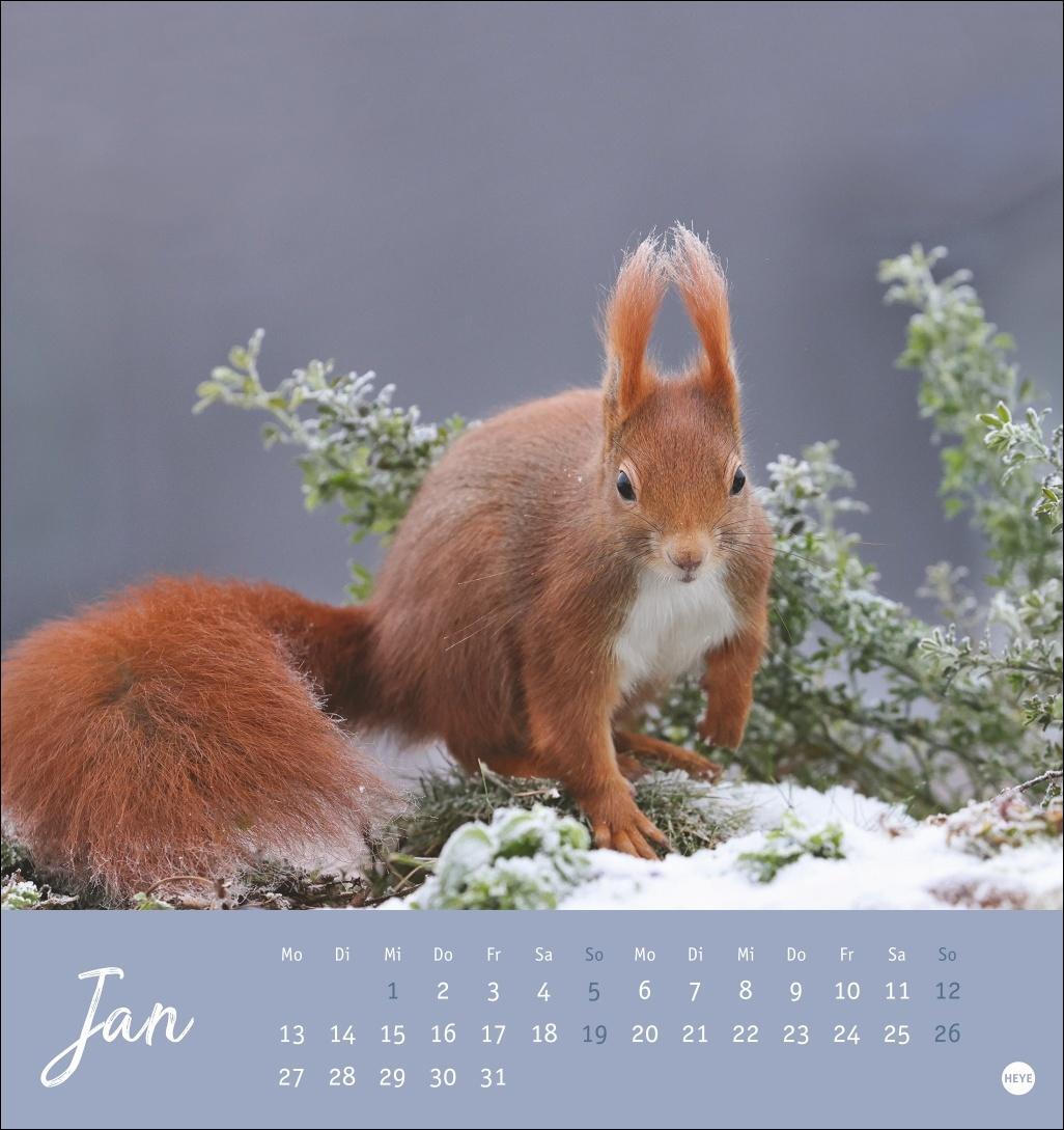 Bild: 9783756407071 | Eichhörnchen Postkartenkalender 2025 | Heye | Kalender | Spiralbindung