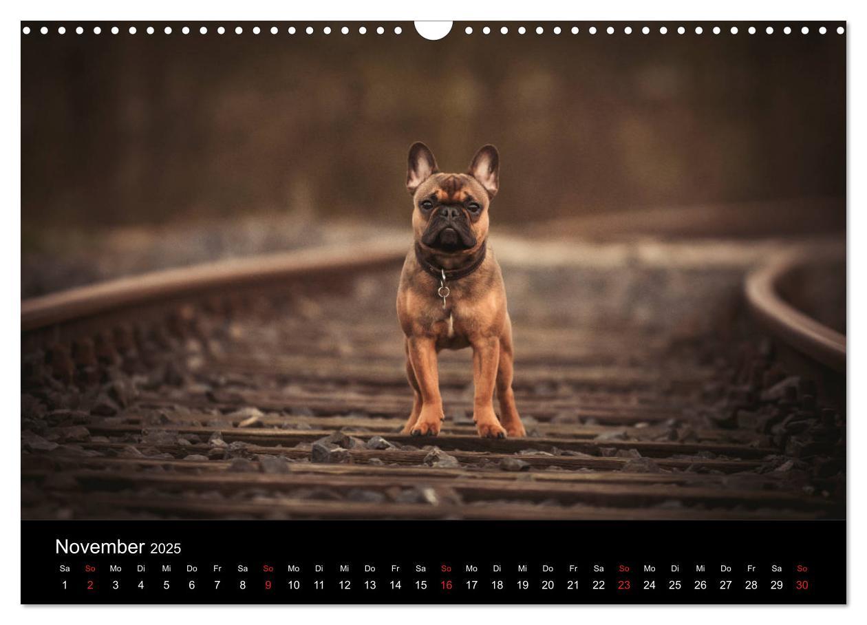 Bild: 9783435301775 | French Bulldog aktiv, verspielt, sportlich (Wandkalender 2025 DIN...