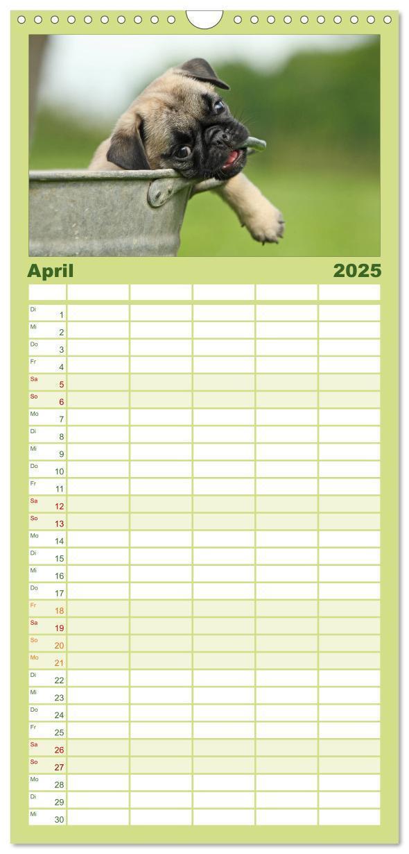 Bild: 9783457119709 | Familienplaner 2025 - Der MOPS-Kalender mit 5 Spalten...