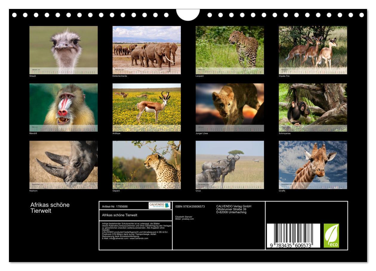 Bild: 9783435606573 | Afrikas schöne Tierwelt (Wandkalender 2025 DIN A4 quer), CALVENDO...