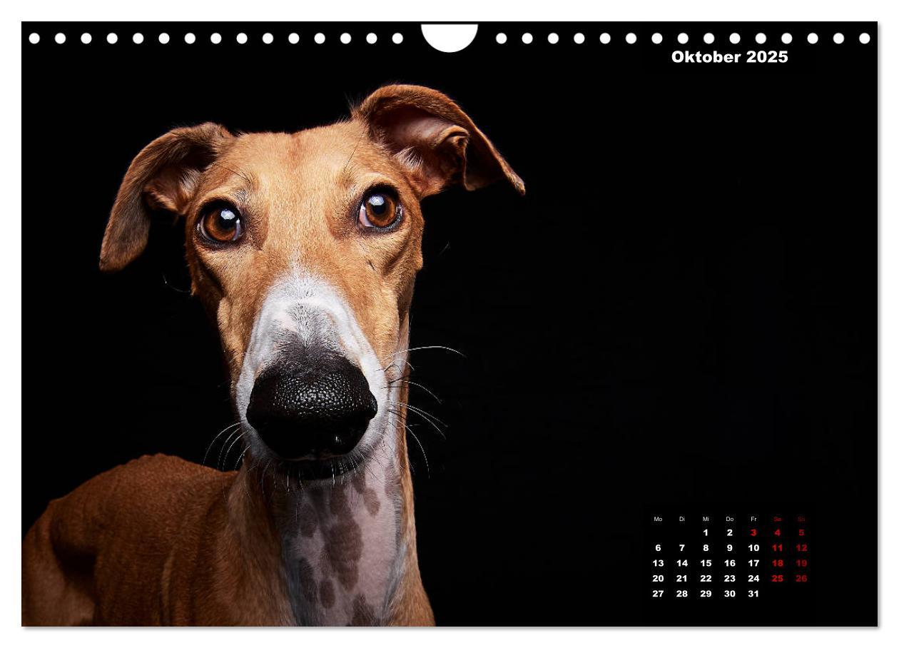 Bild: 9783435228911 | Die Stimme der Windhunde (Wandkalender 2025 DIN A4 quer), CALVENDO...