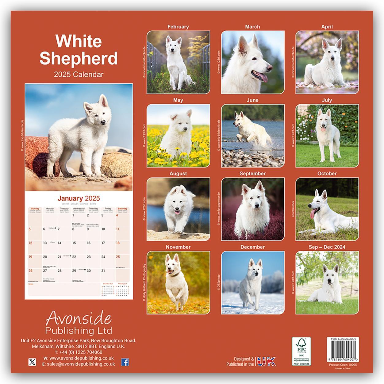 Rückseite: 9781804604007 | White German Shepherd - Weißer Schäferhund 2025 - 16-Monatskalender