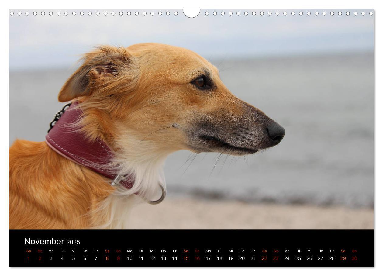 Bild: 9783435433308 | Der Silken Windsprite - ein Seelenhund (Wandkalender 2025 DIN A3...